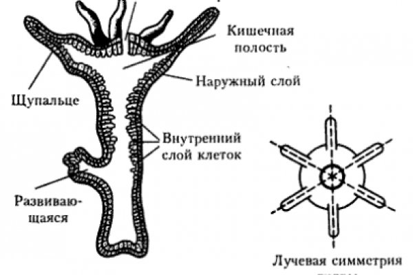 Kraken зеркала gigageek ru