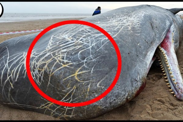 Kraken официальные зеркала