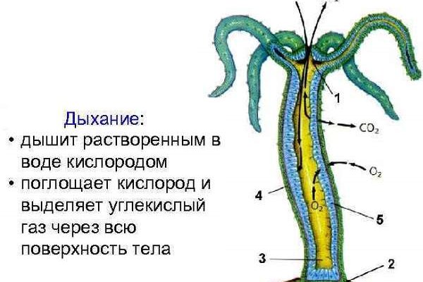 Что такое кракен маркетплейс курительный смесс
