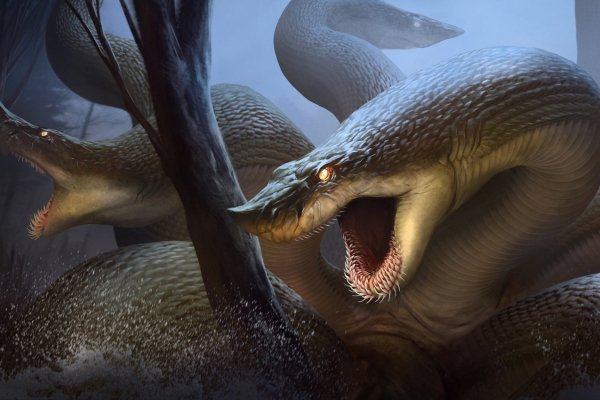 Kraken 20at